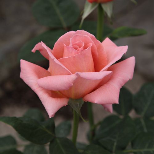 Rosa Törökbálint - roz - Trandafir copac cu trunchi înalt - cu flori teahibrid - coroană dreaptă